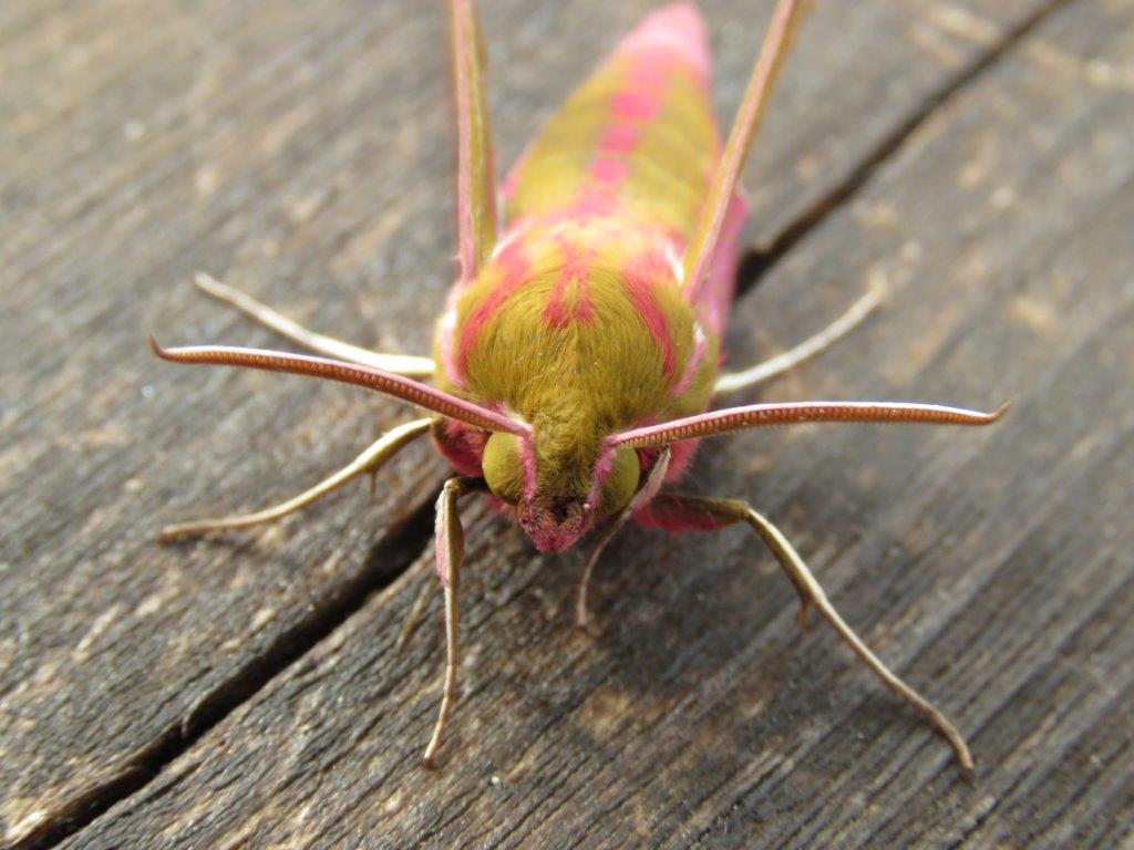 Castellation Trap, Monitor and Trap Small Moths