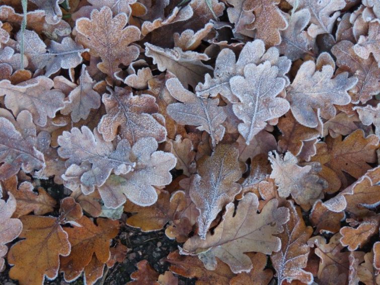 frosty oak | Chris Gibson Wildlife