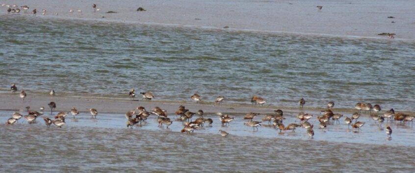 #WildEssex – a walk along Mistley Walls | Chris Gibson Wildlife